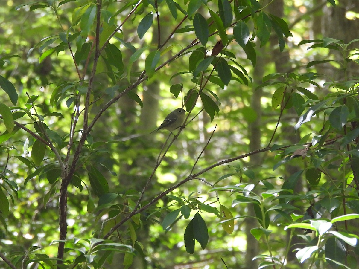 Ruby-crowned Kinglet - ML643603172