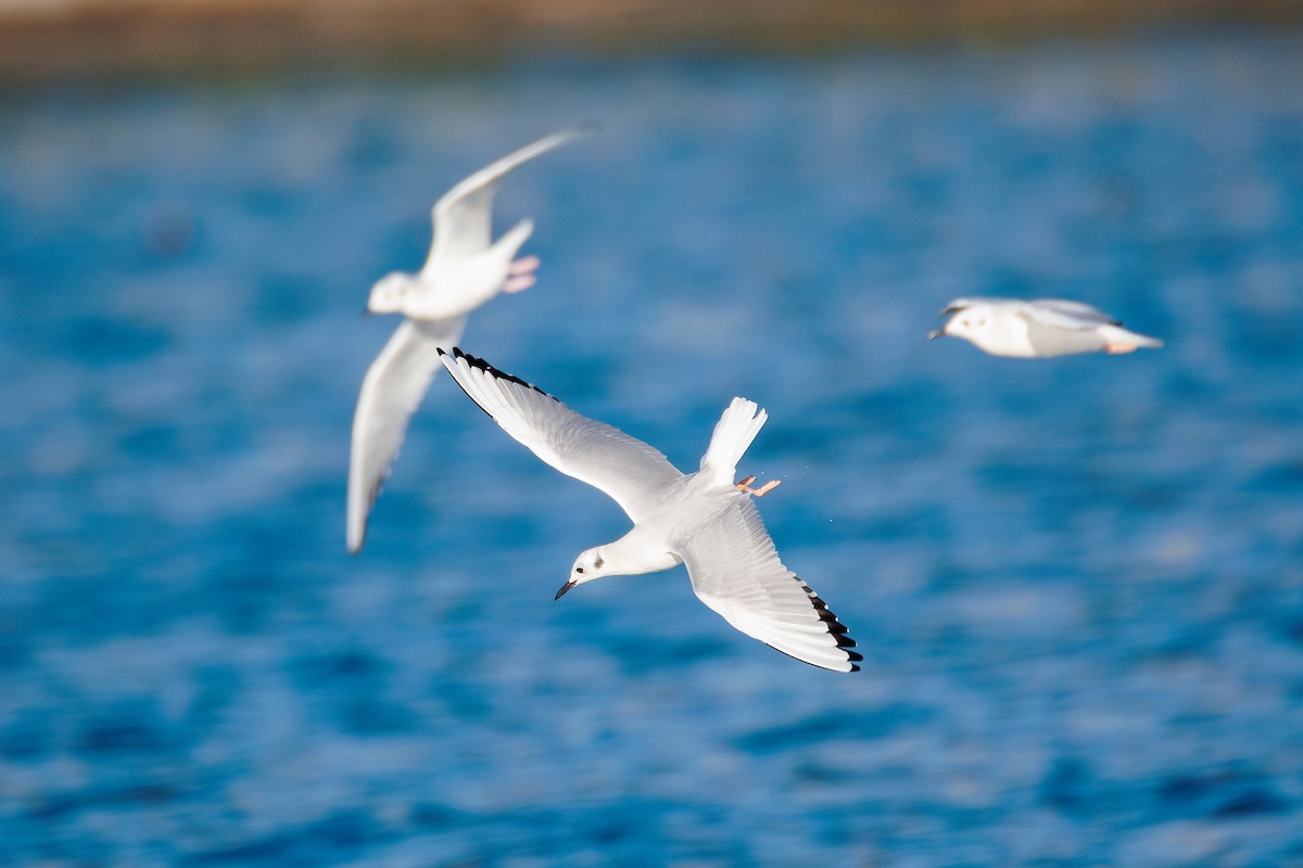 Bonaparte's Gull - ML643603174