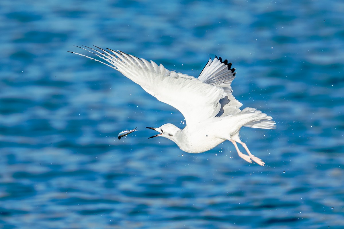 Bonaparte's Gull - ML643603181