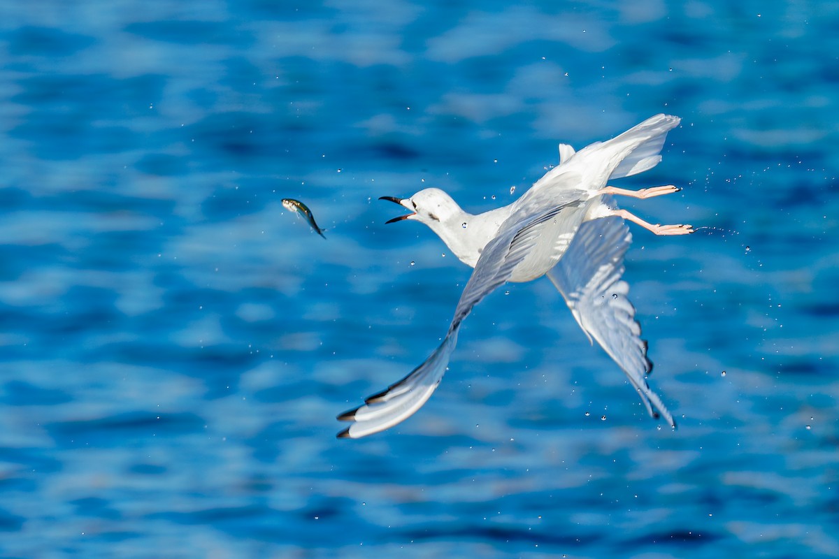 Bonaparte's Gull - ML643603182