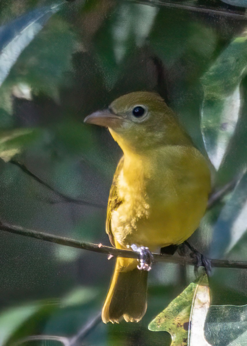 Summer Tanager - ML643603201