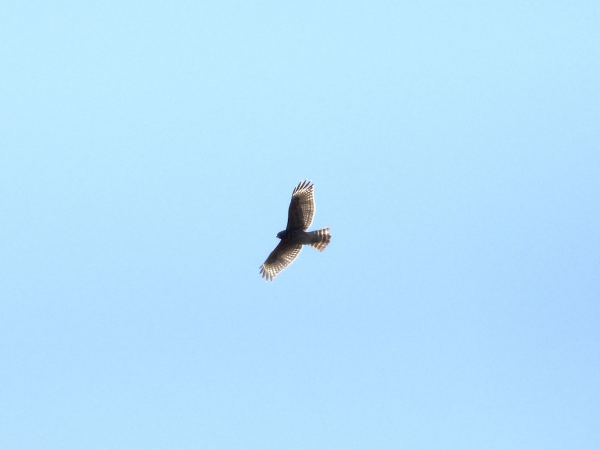 Red-shouldered Hawk - ML643603252