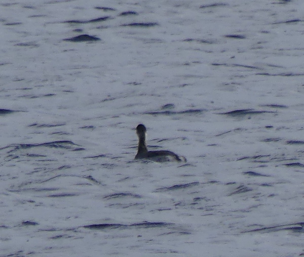 Eared Grebe - ML643603262