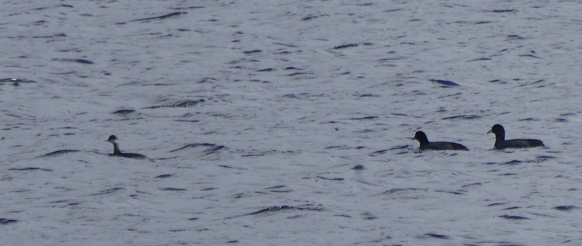 Eared Grebe - ML643603263