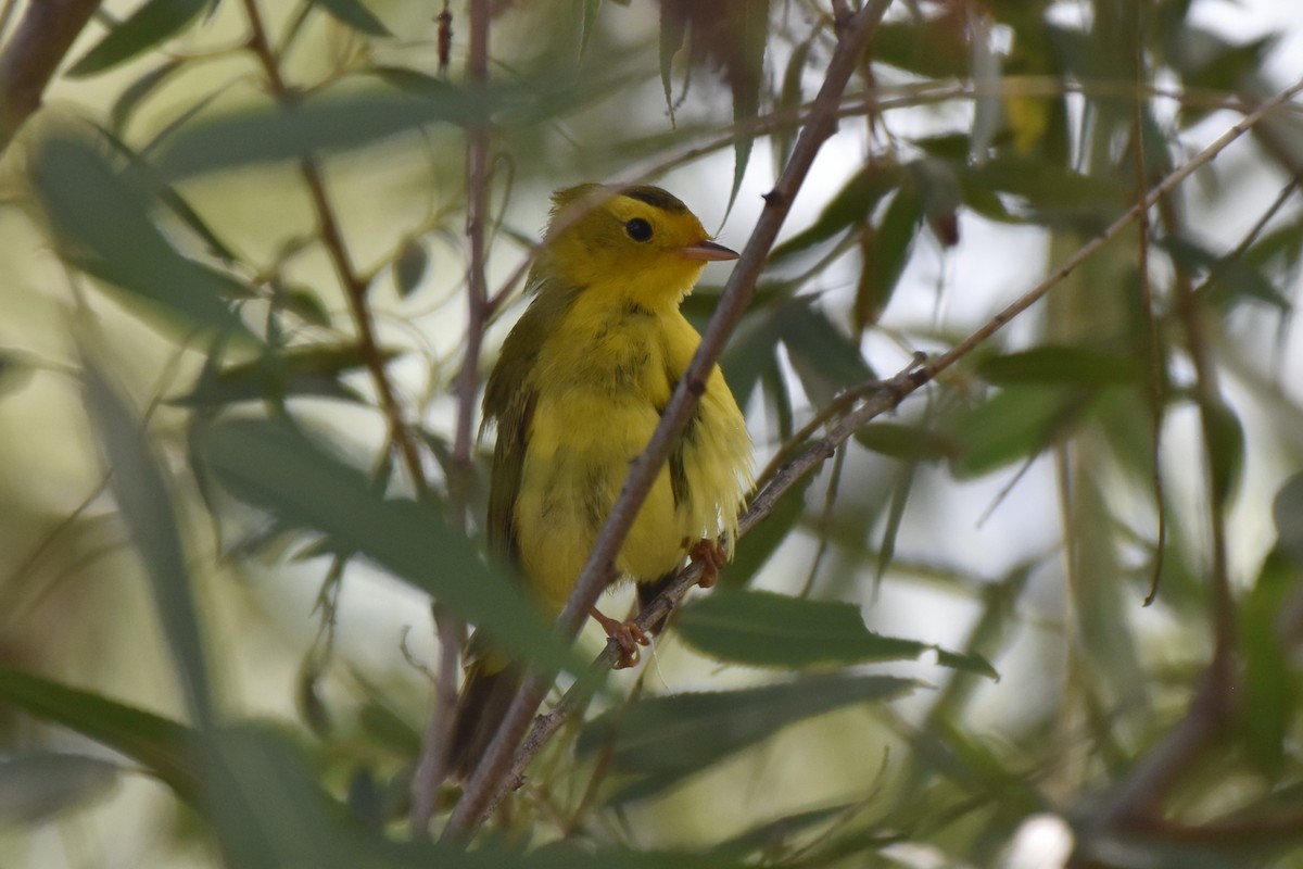 kalottparula - ML643603264