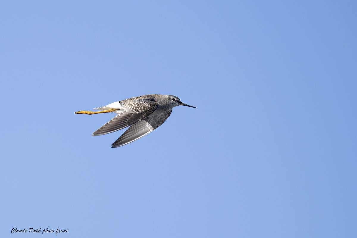 gulbeinsnipe - ML643603265