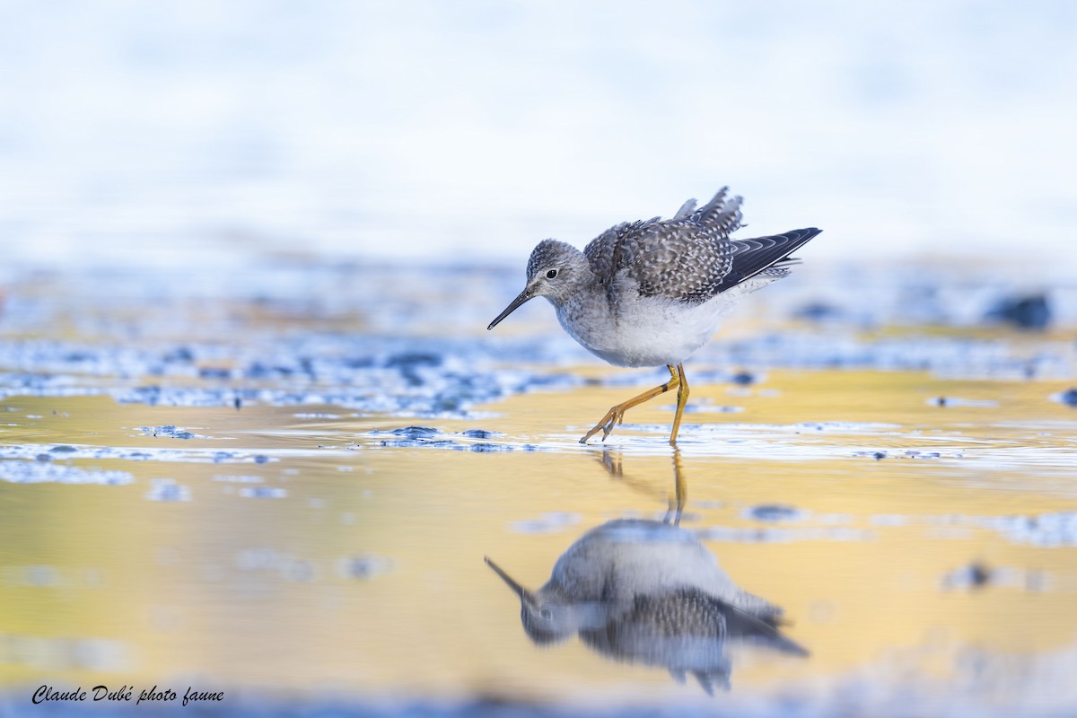 gulbeinsnipe - ML643603275