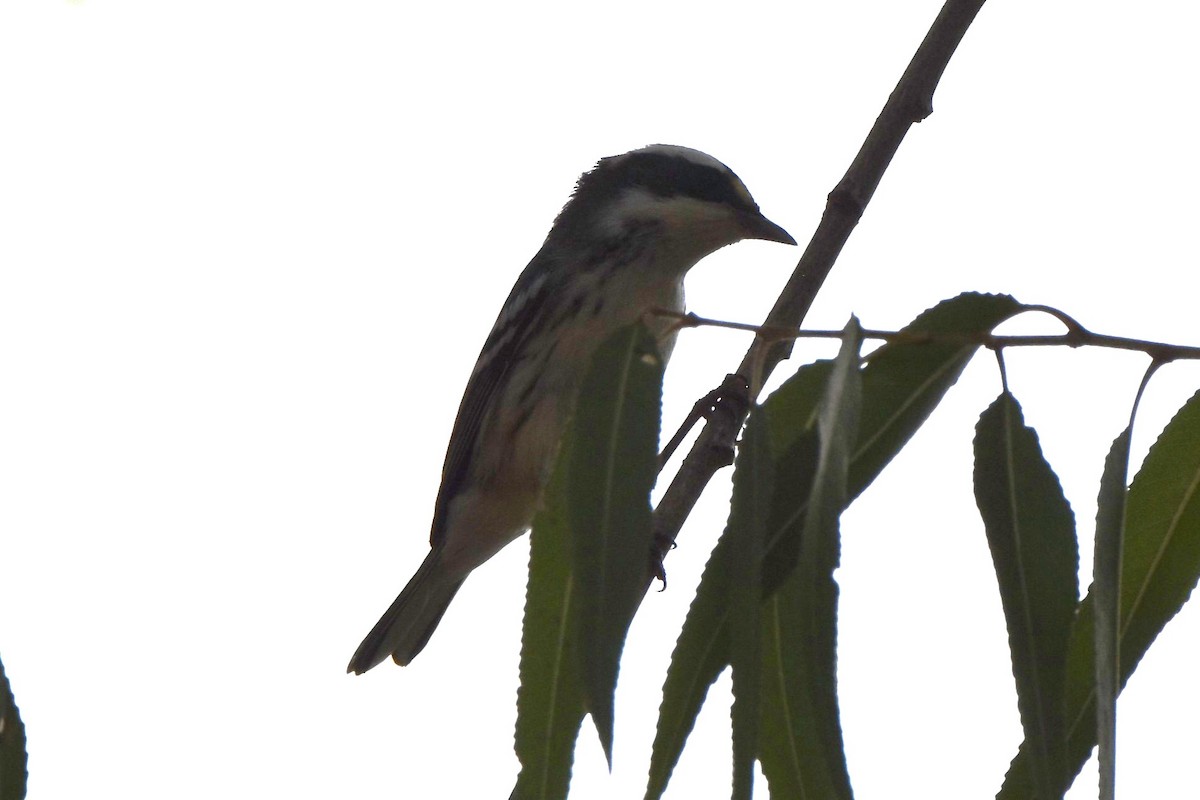 gråparula - ML643603276