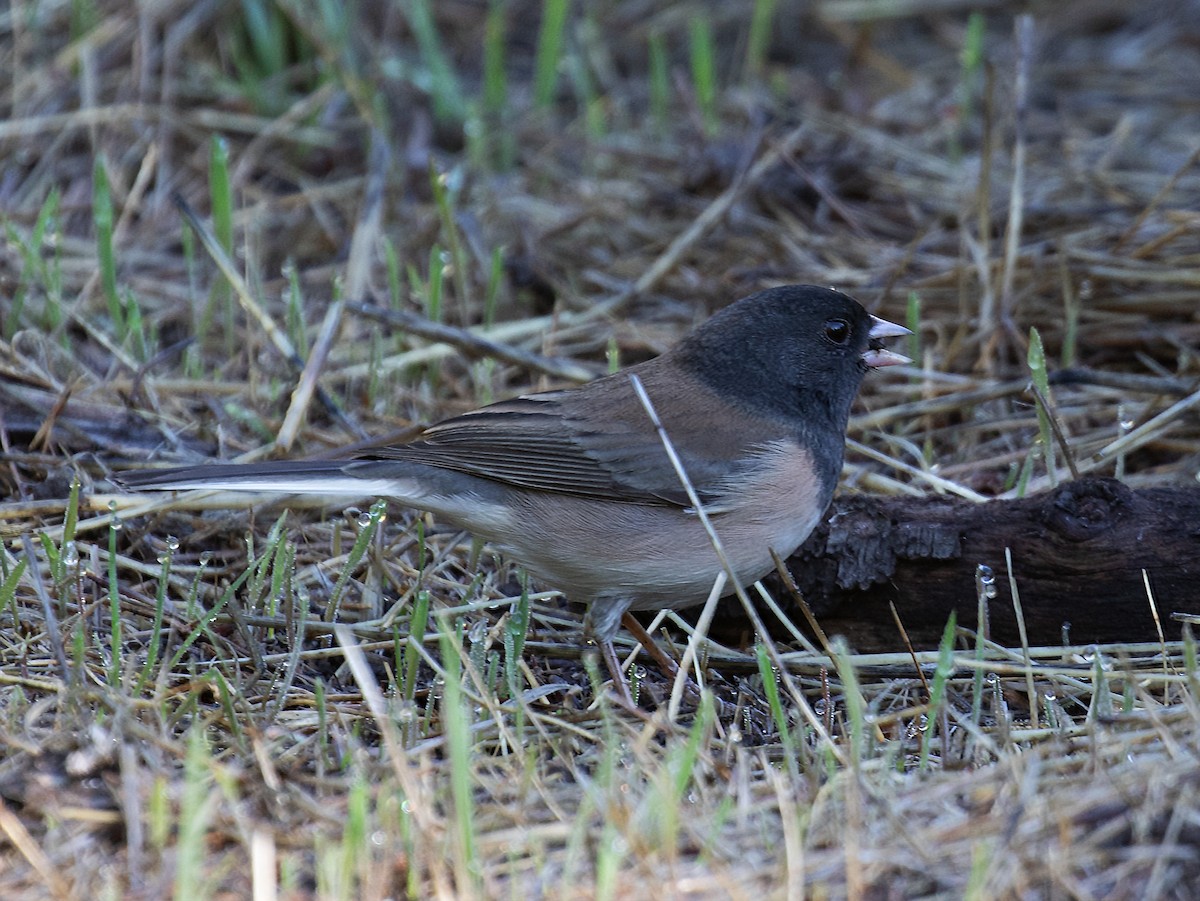 Dark-eyed Junco - ML643603293