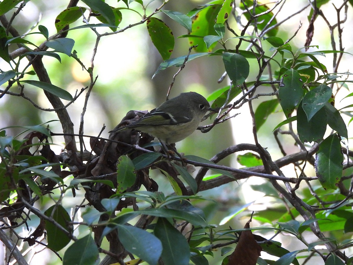 Ruby-crowned Kinglet - ML643603301
