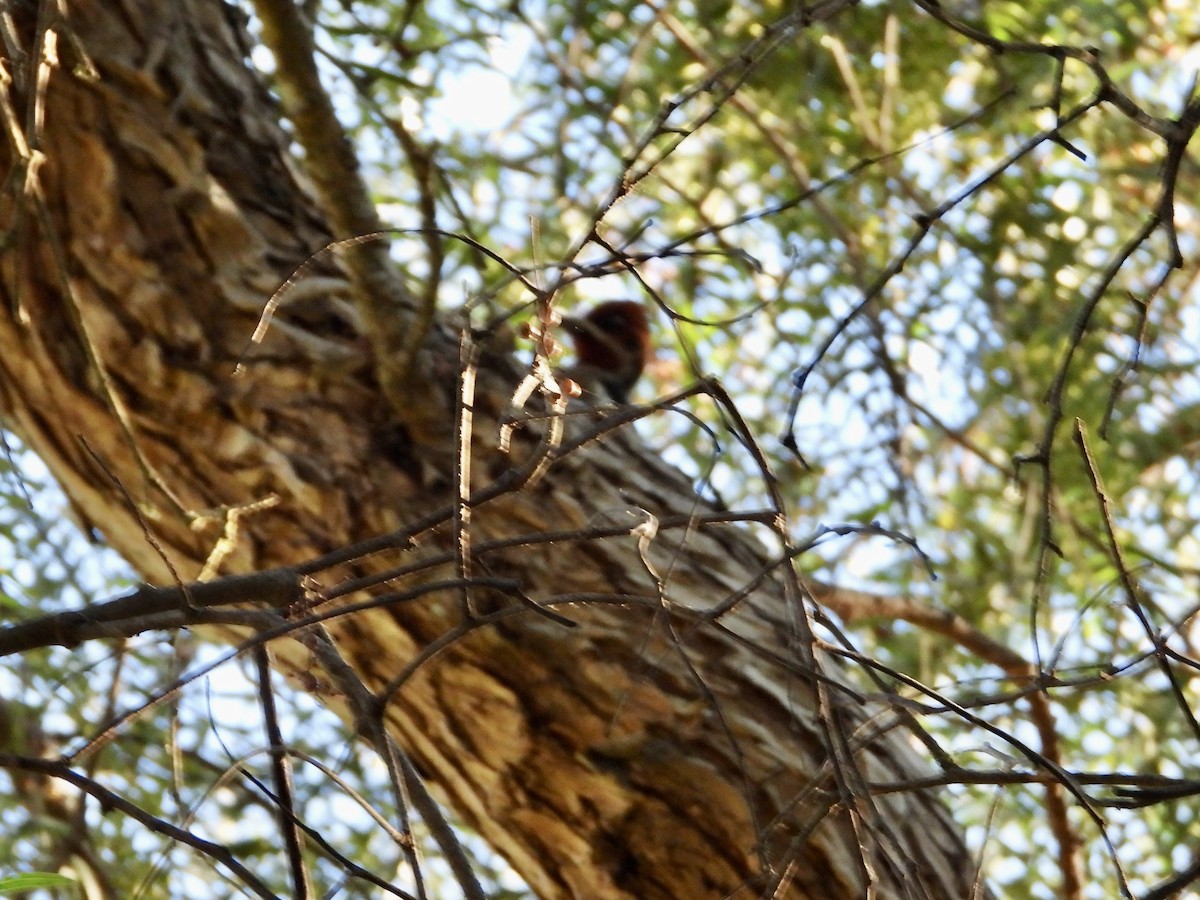 Red-breasted Sapsucker - ML643603319