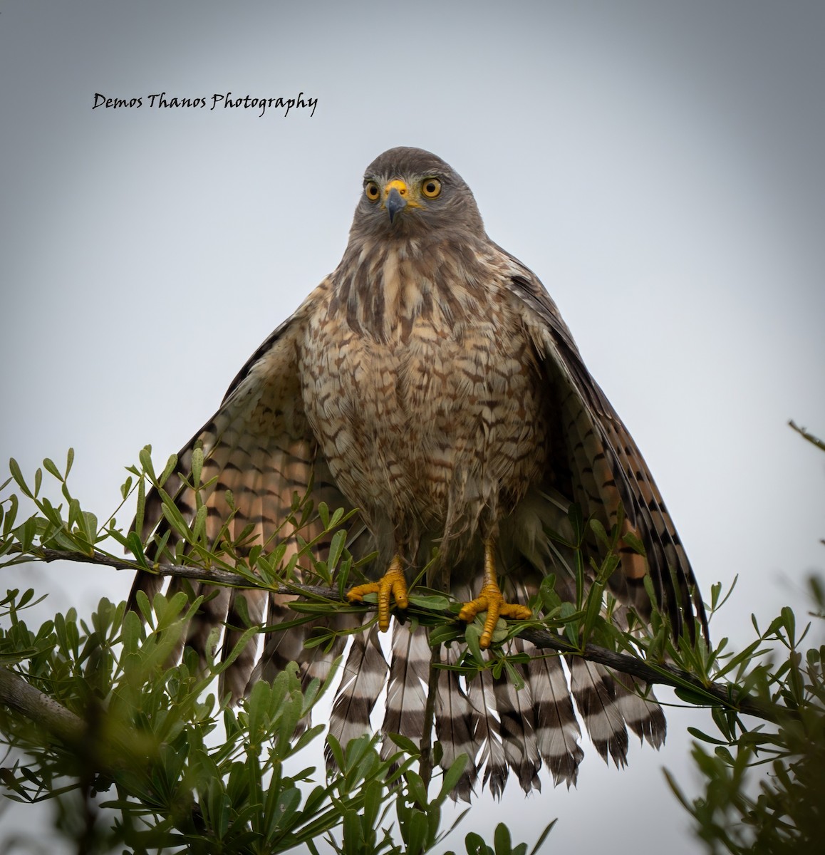 Roadside Hawk - ML643603323