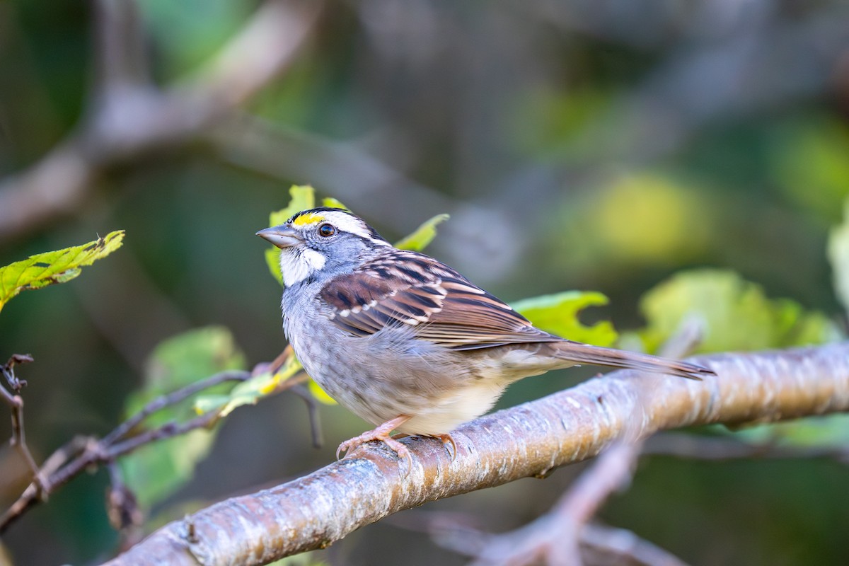 White-throated Sparrow - ML643603331