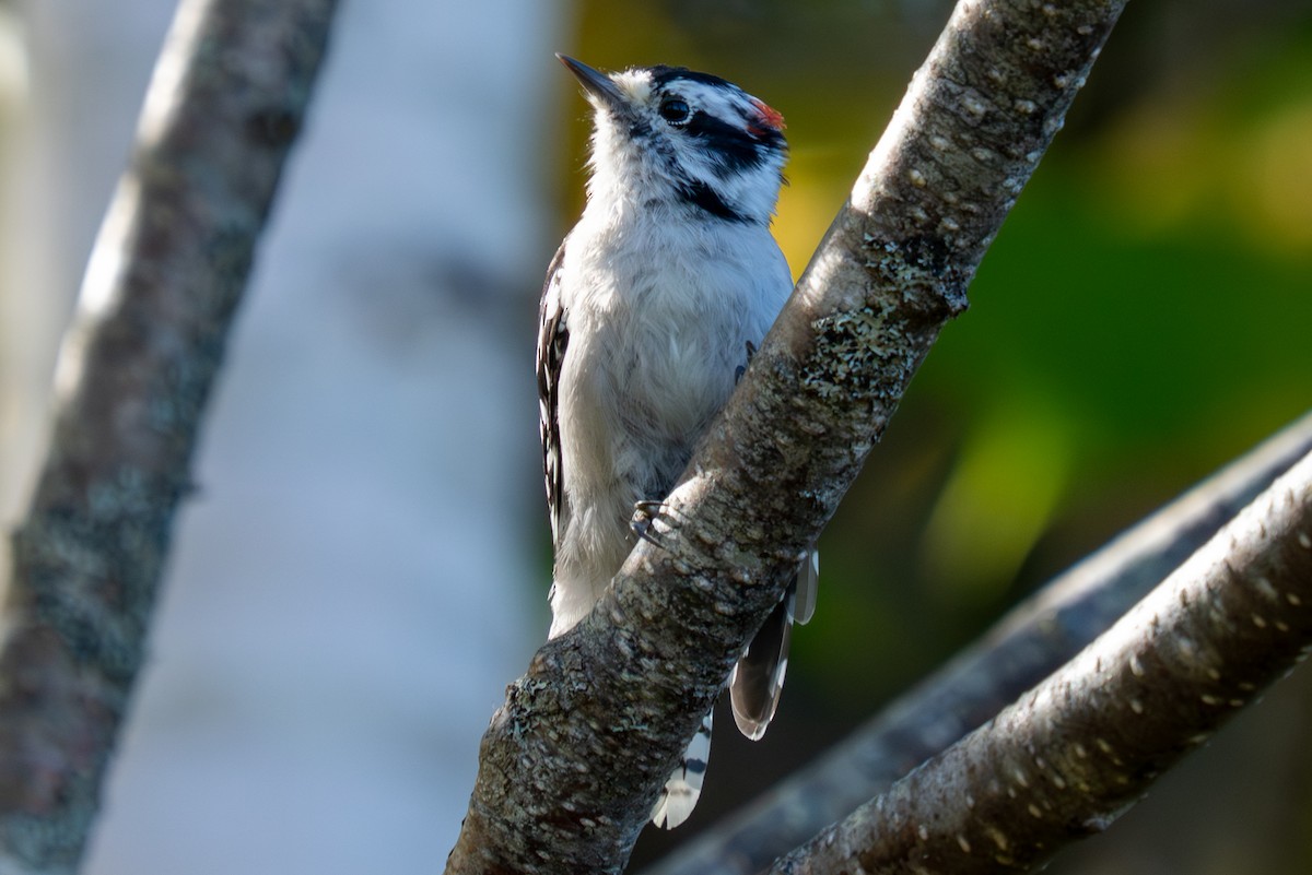 Downy Woodpecker - ML643603336
