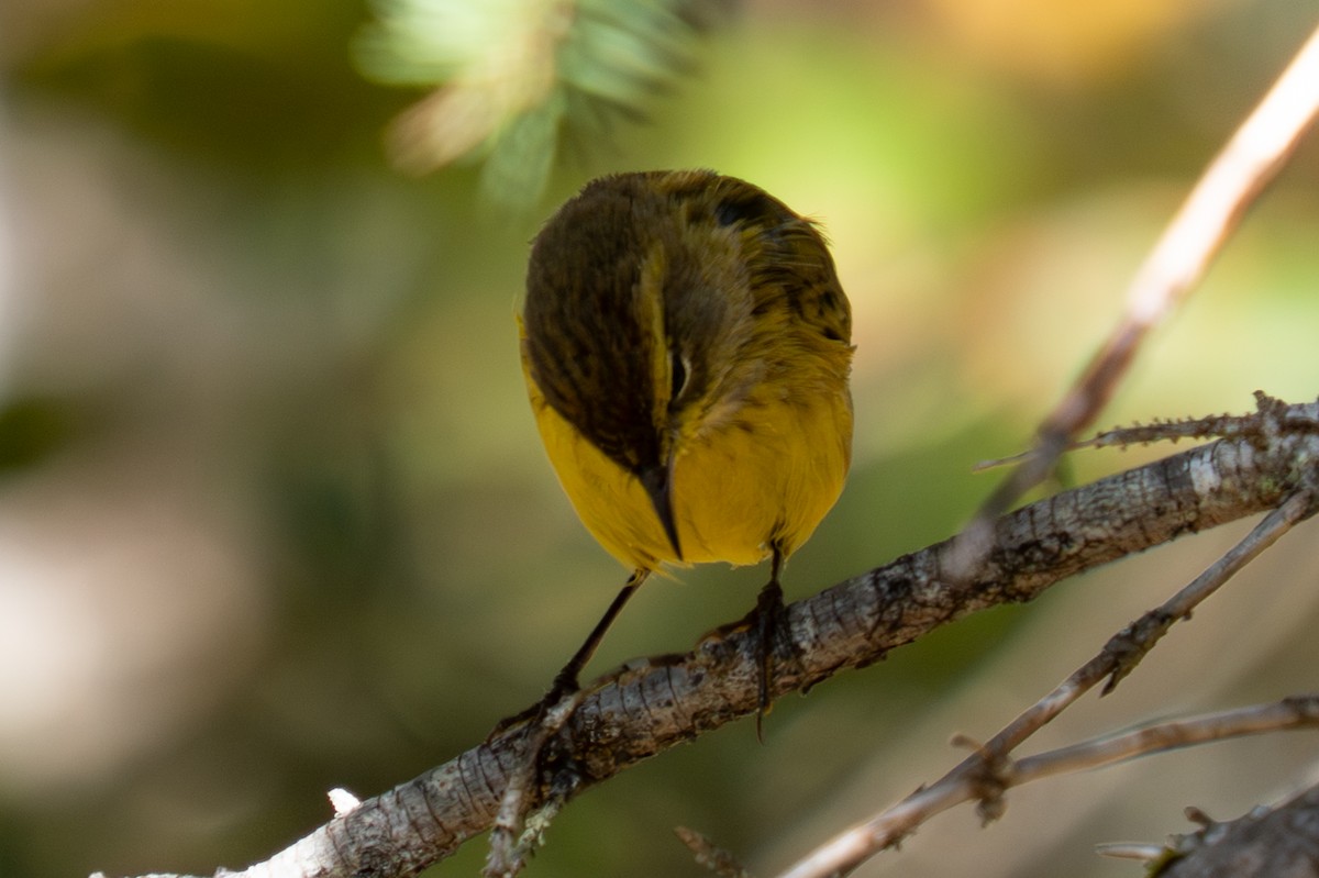 Palm Warbler - ML643603342