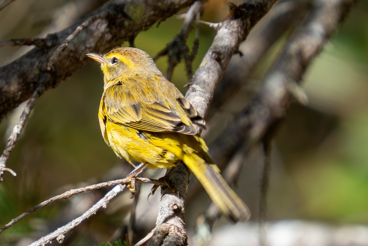 Palm Warbler - ML643603343