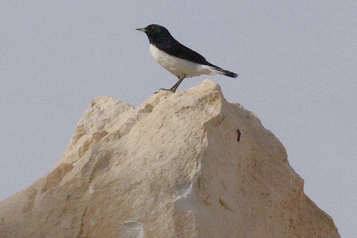 Hume's Wheatear - ML643603345