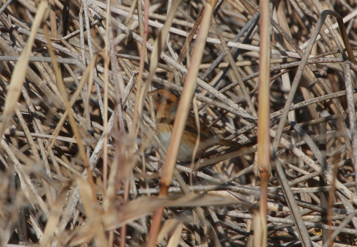 Nelsonammer - ML643603347