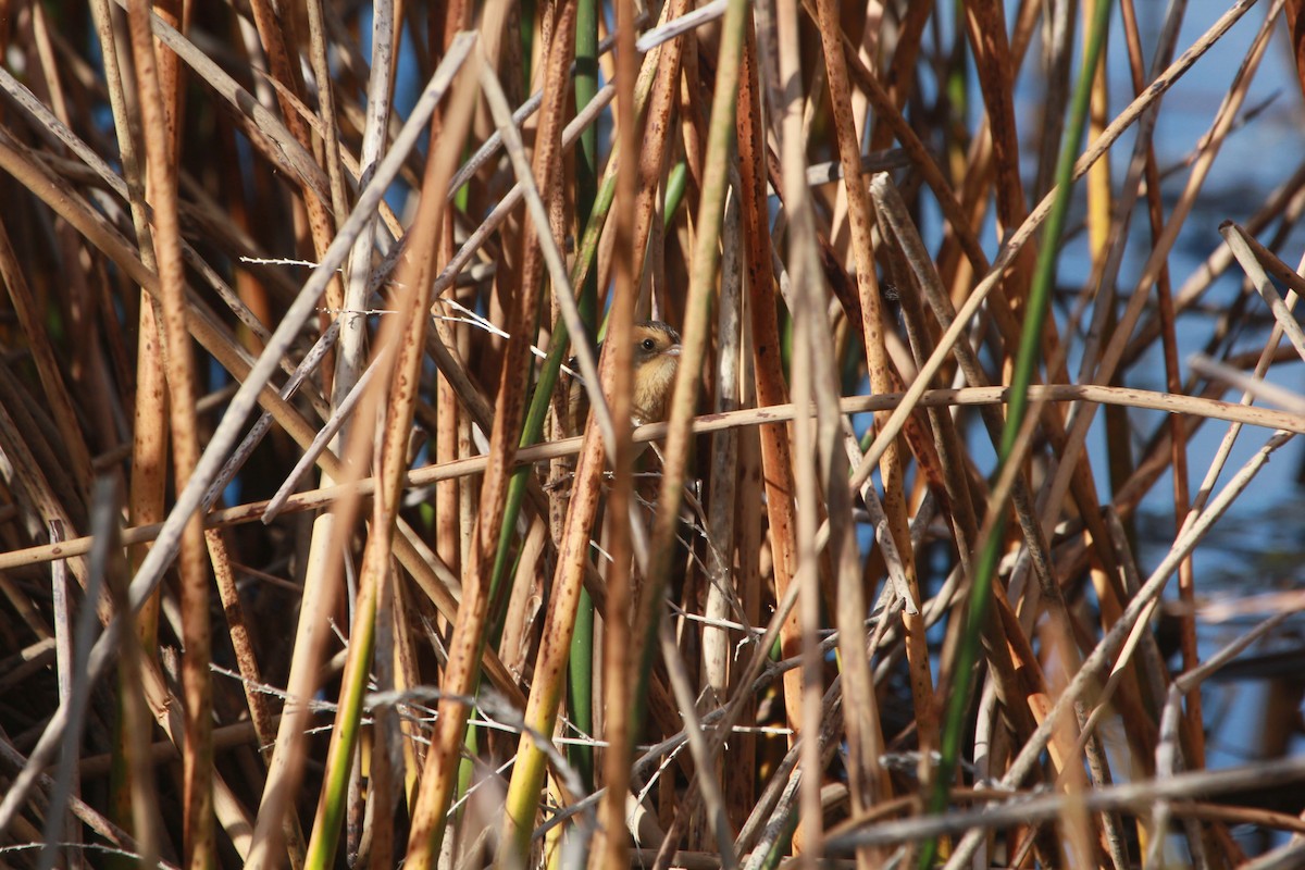 Nelsonammer - ML643603349