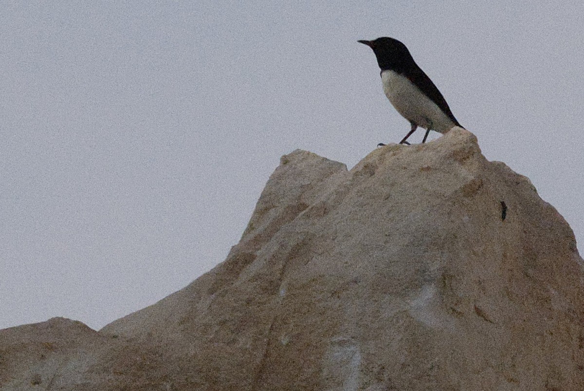 Hume's Wheatear - ML643603355