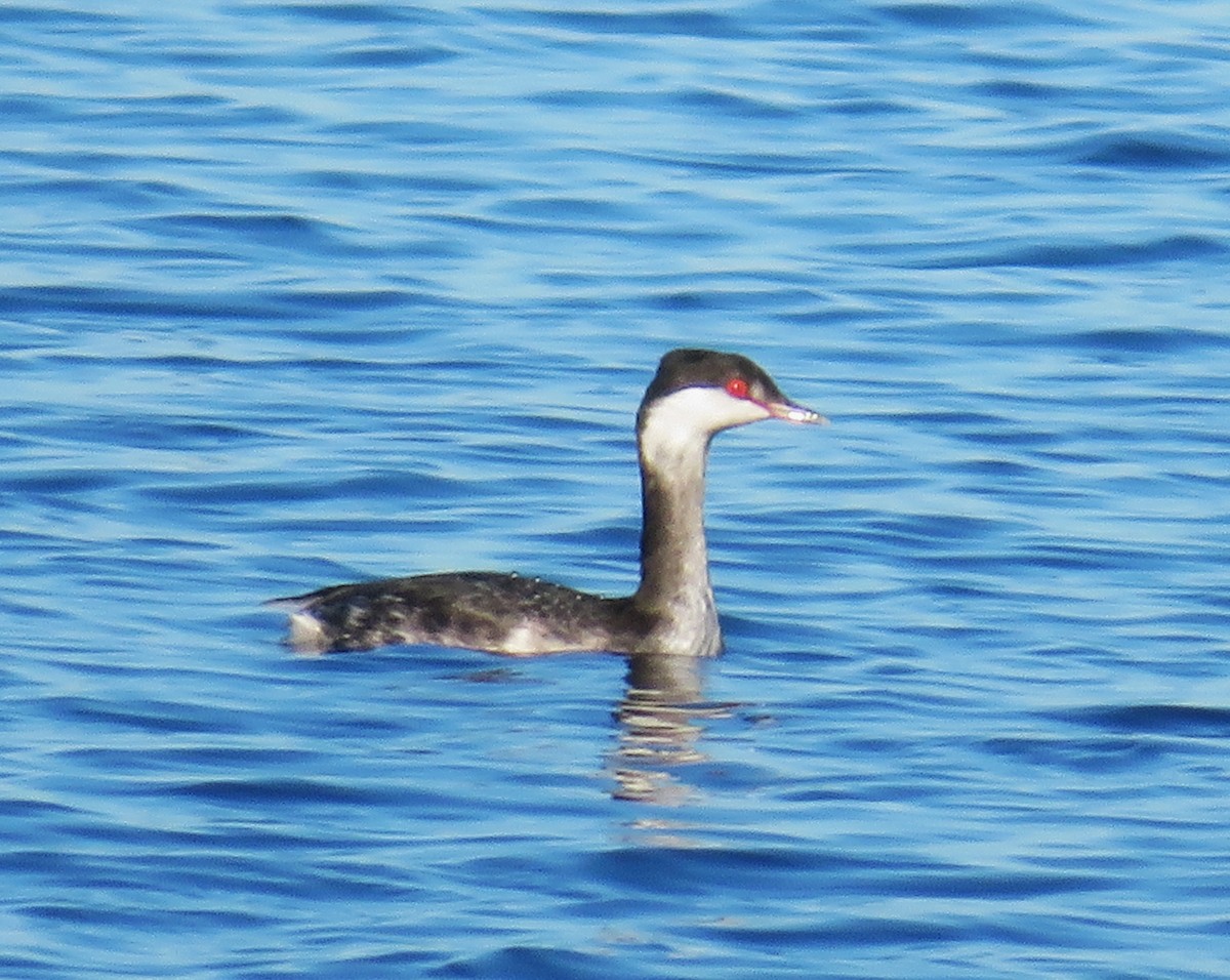 Horned Grebe - ML643603359