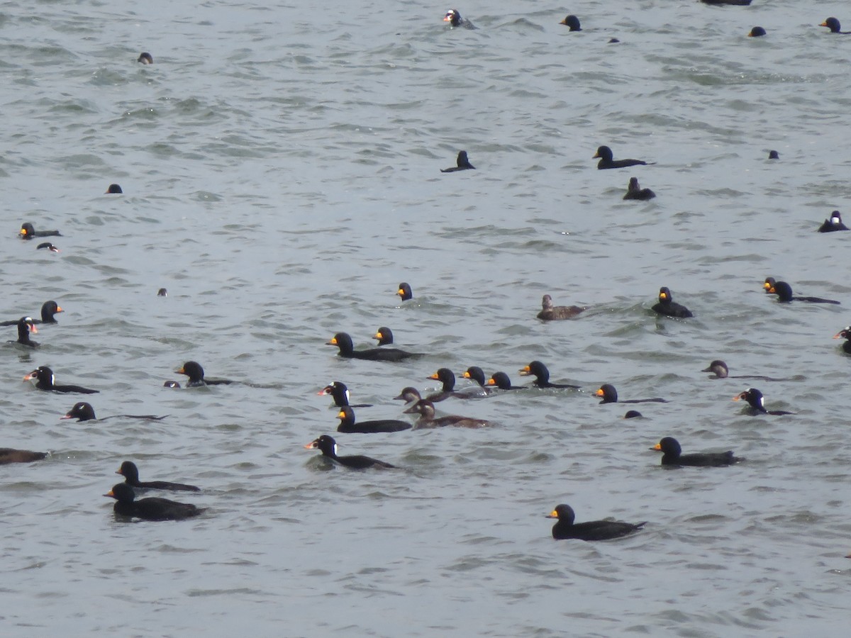 Surf Scoter - ML643603392
