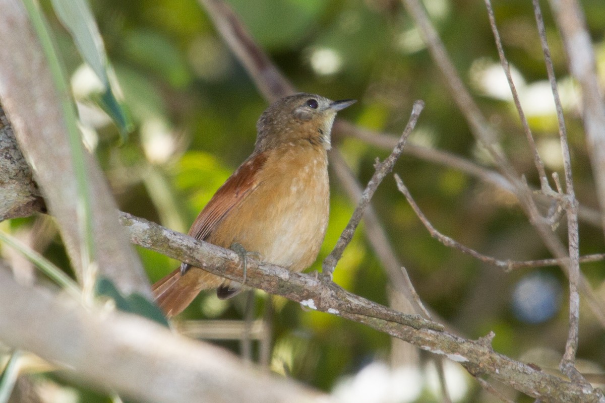 White-lored Spinetail - ML643603395