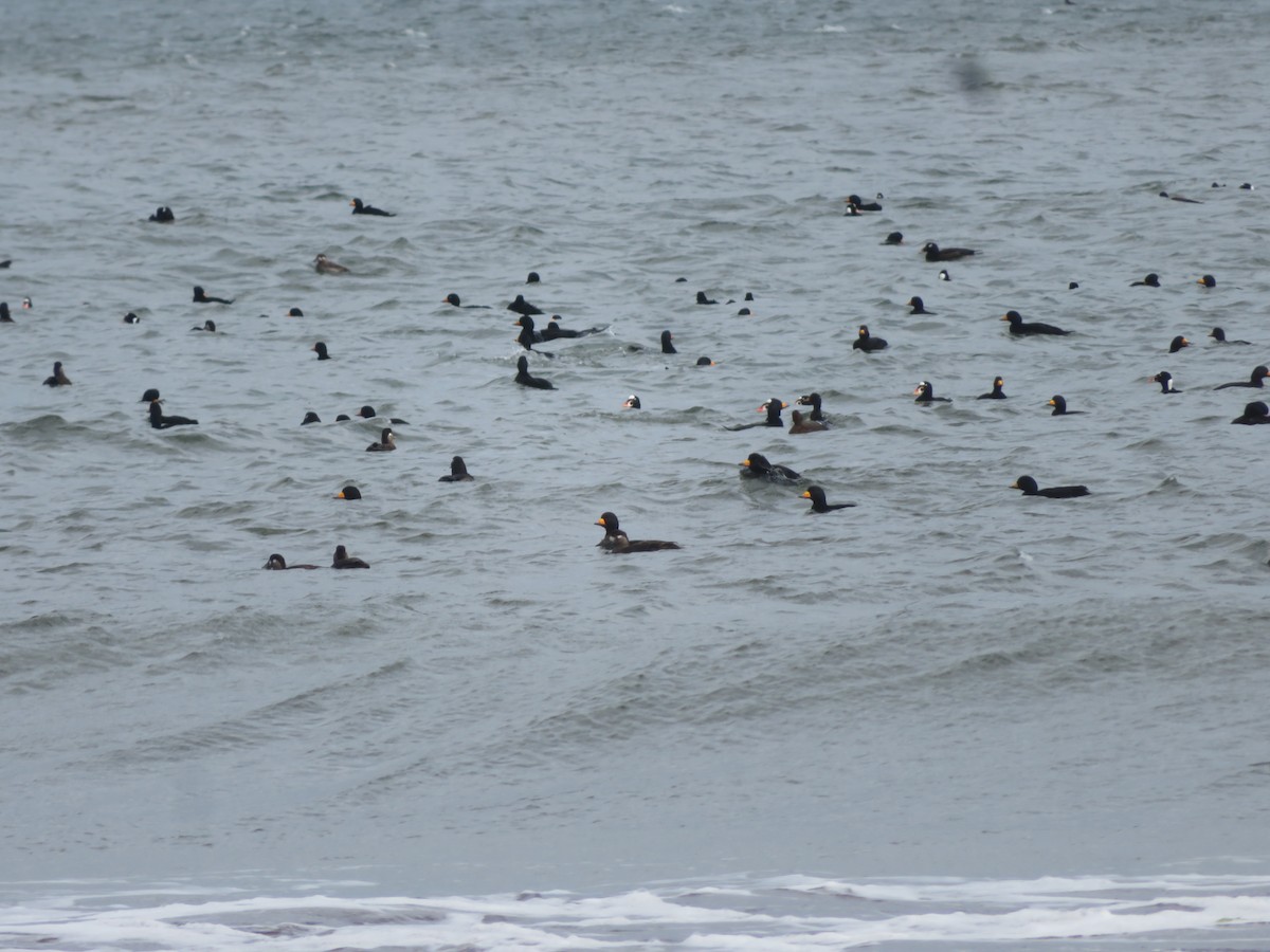 White-winged Scoter - ML643603397
