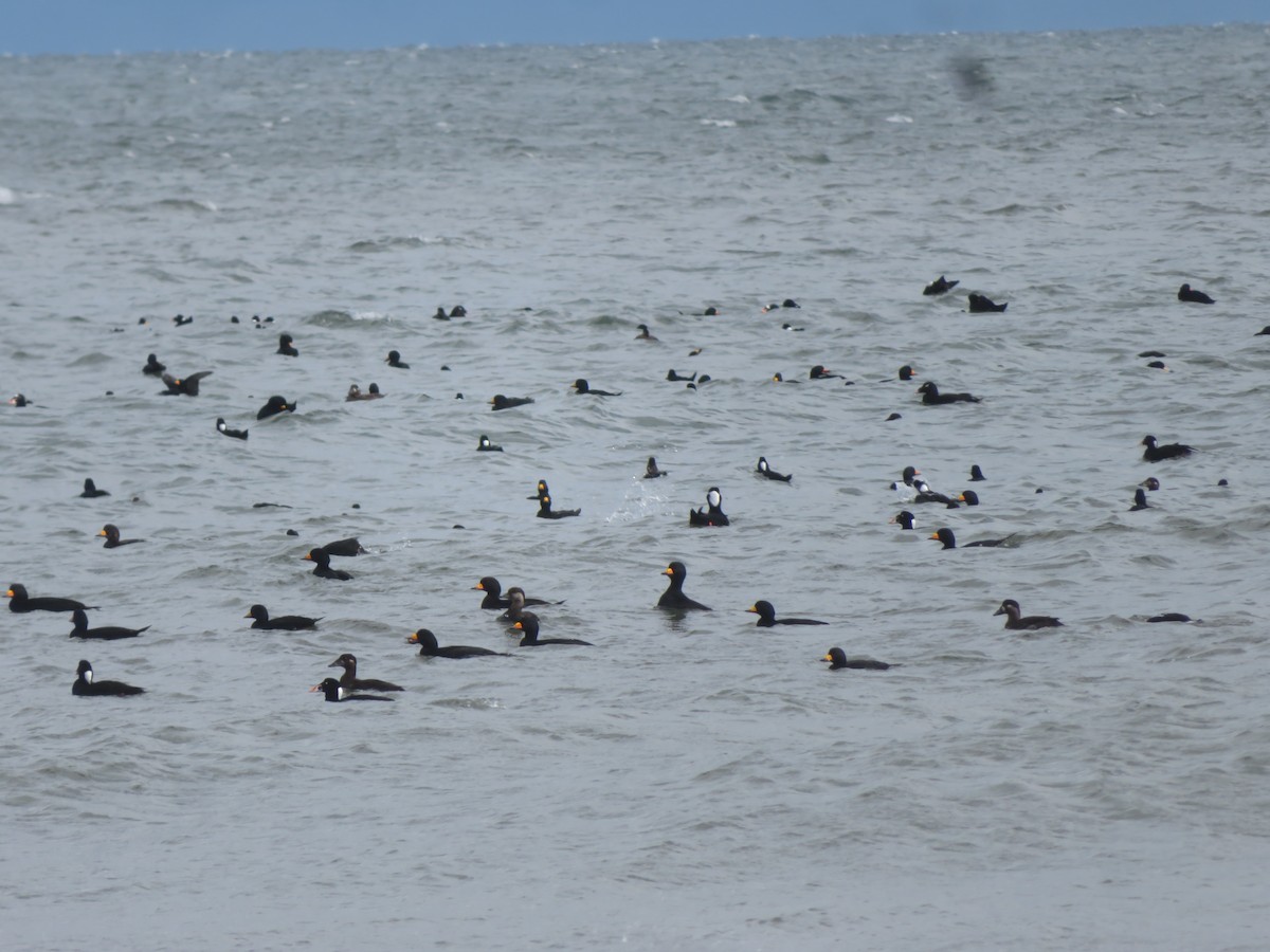 White-winged Scoter - ML643603398