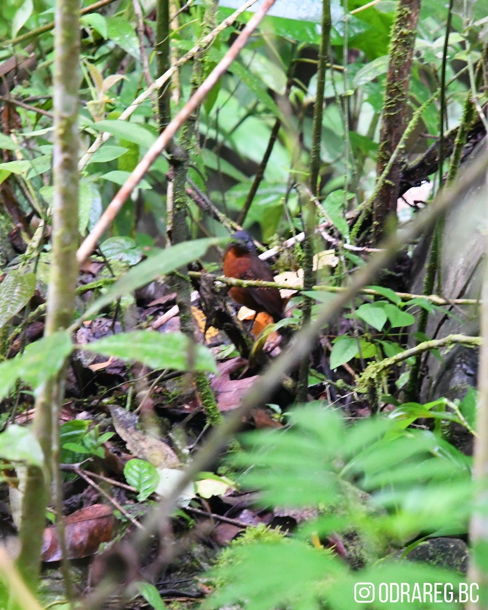 Spot-winged Antbird - ML643603399