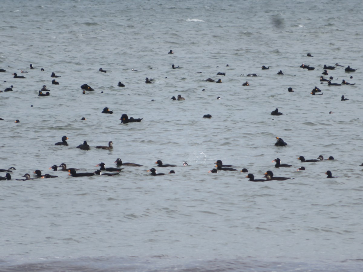 Black Scoter - ML643603413