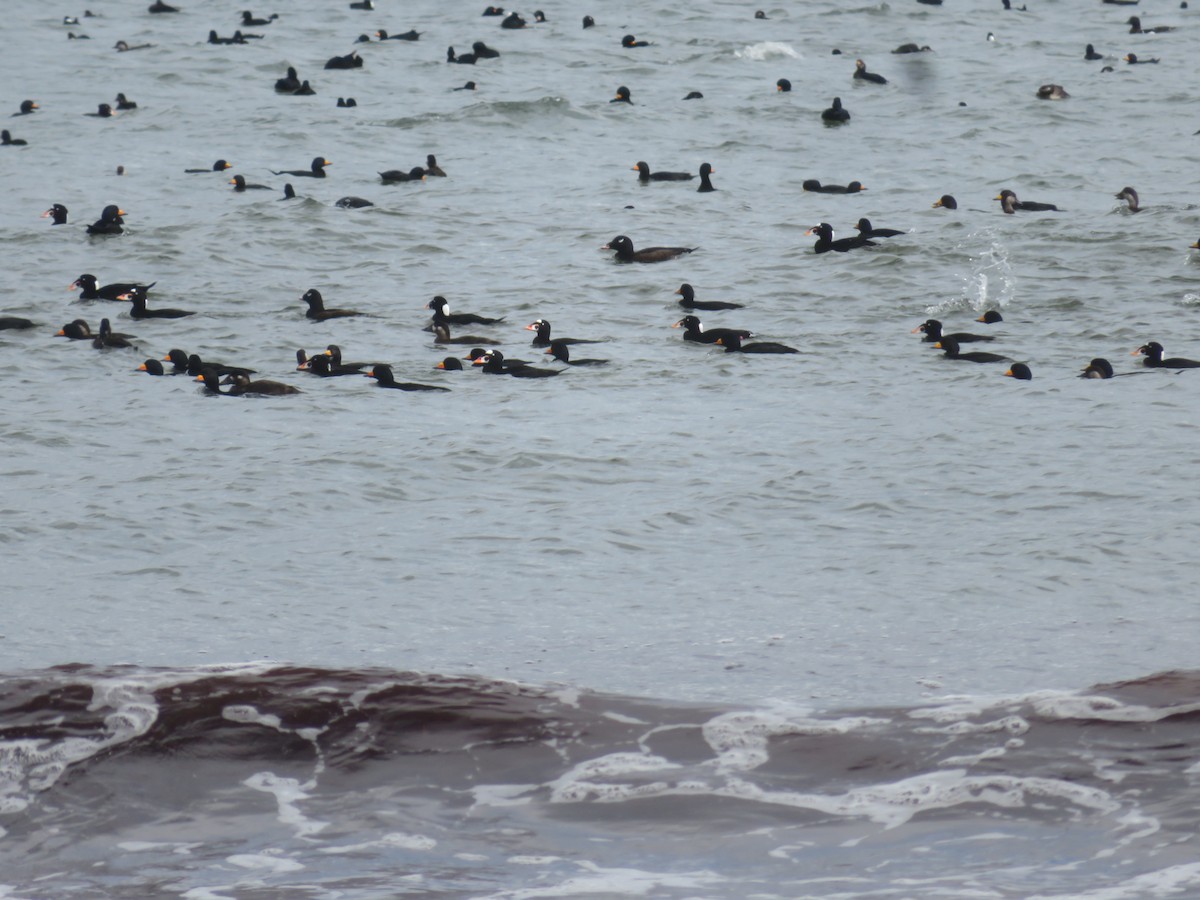 Black Scoter - ML643603414