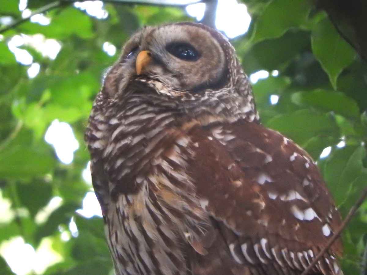 Barred Owl - ML643603434