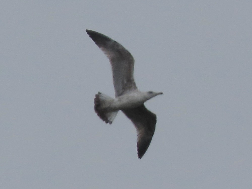 Larus sp. - ML643603438