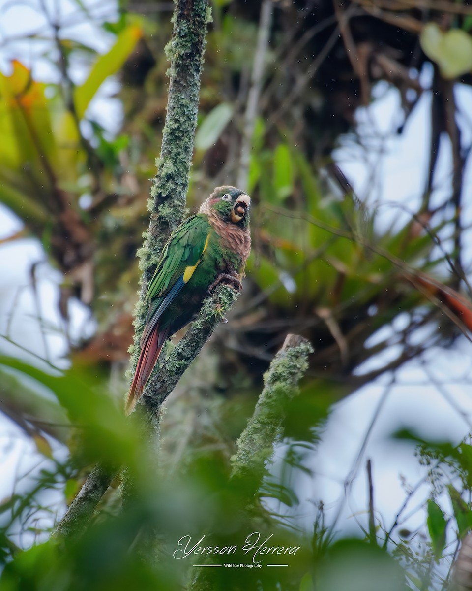 Brown-breasted Parakeet - ML643603444