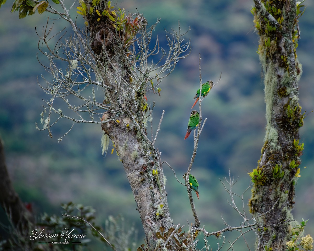 Brown-breasted Parakeet - ML643603445
