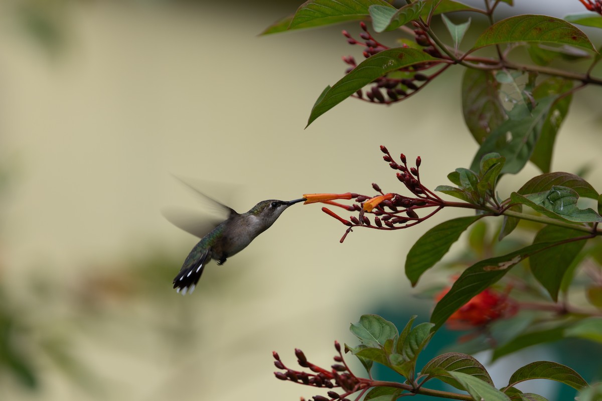 Ruby-throated Hummingbird - ML643603457