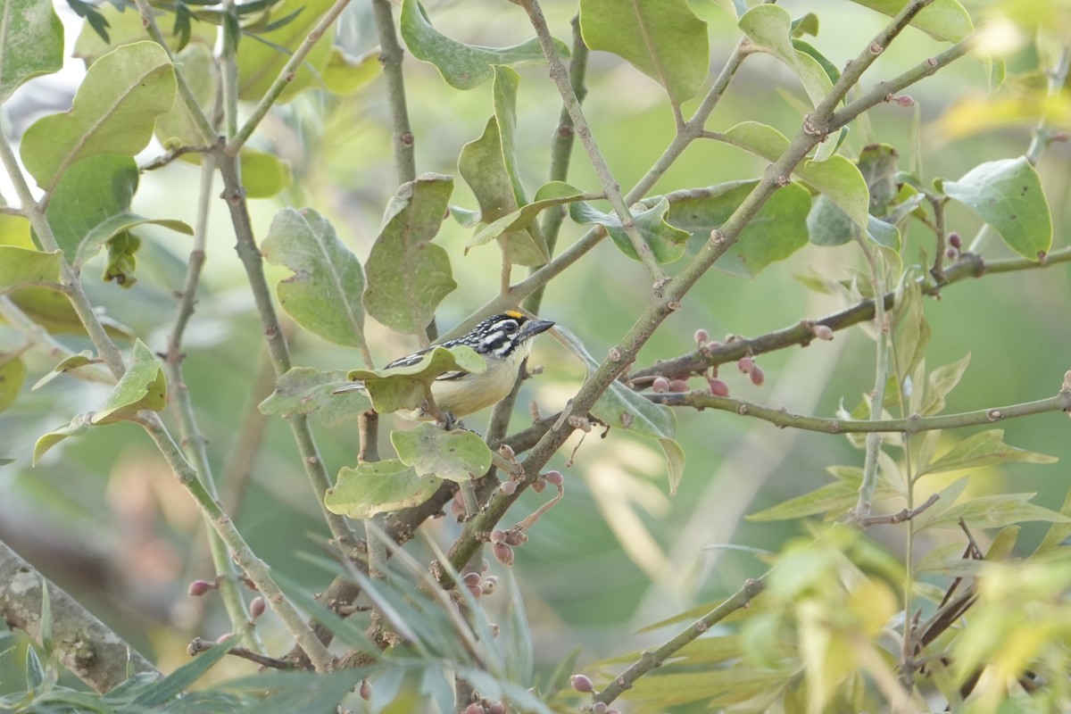 Sarı Alınlı Cüce Barbet - ML643603461