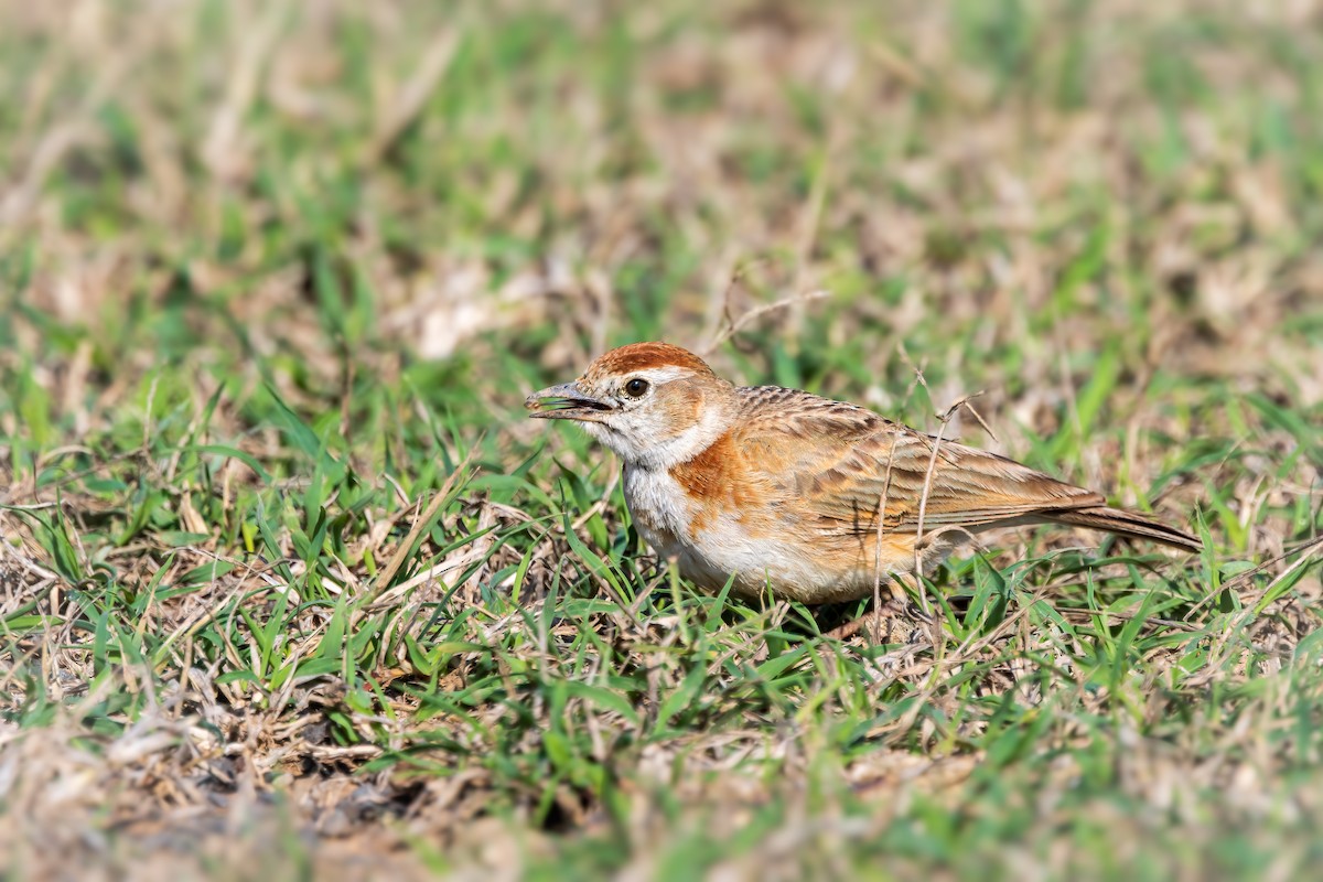 Red-capped Lark - ML643603477