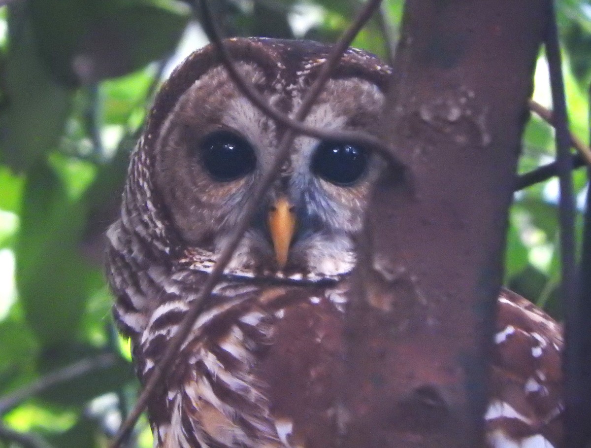 Barred Owl - ML643603479