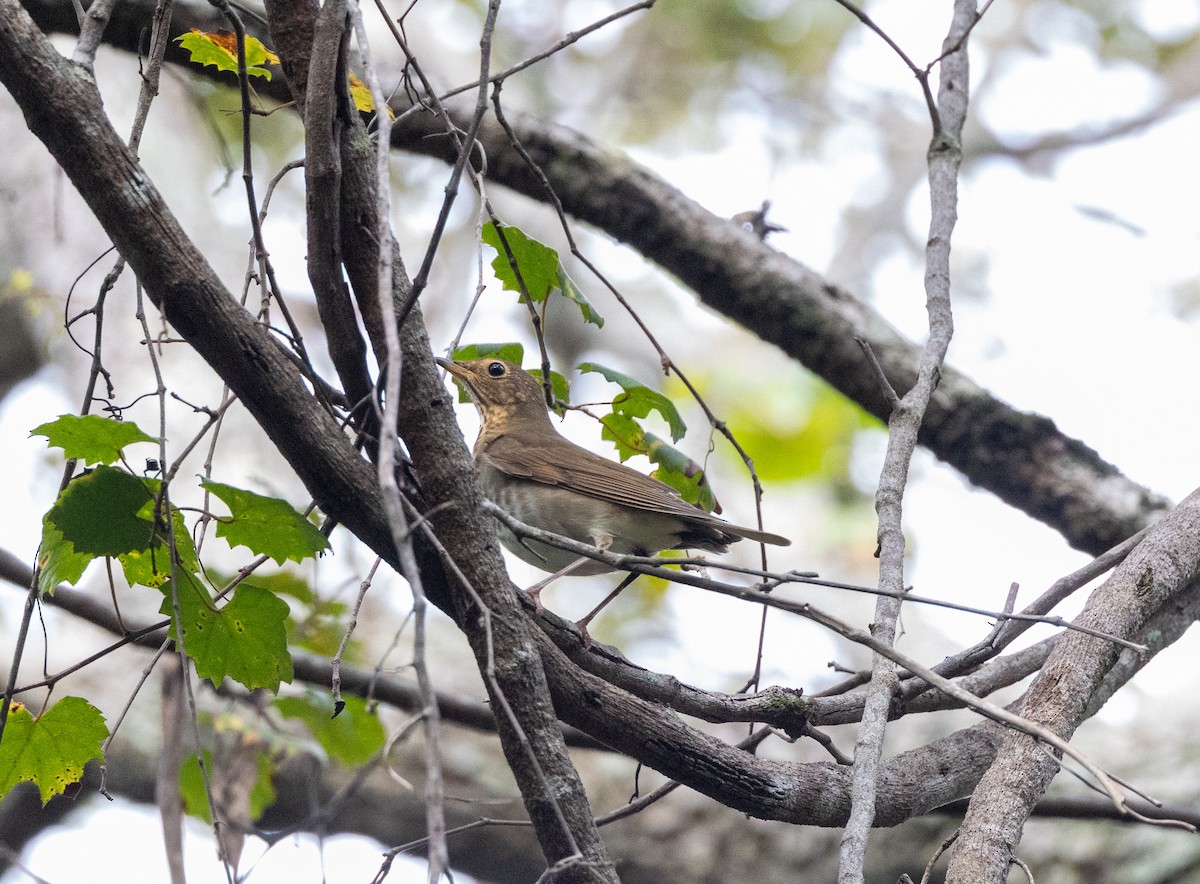Swainson's Thrush - ML643603491