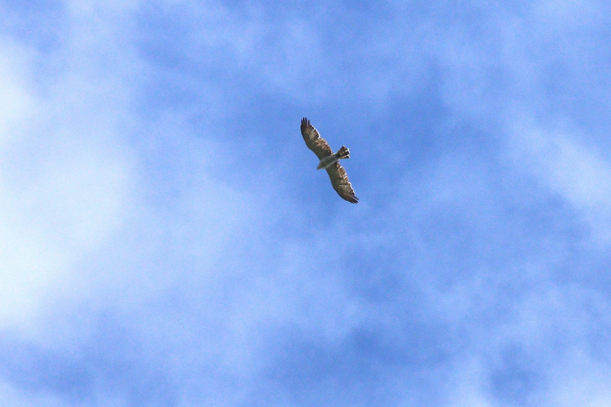Short-toed Snake-Eagle - ML643603493