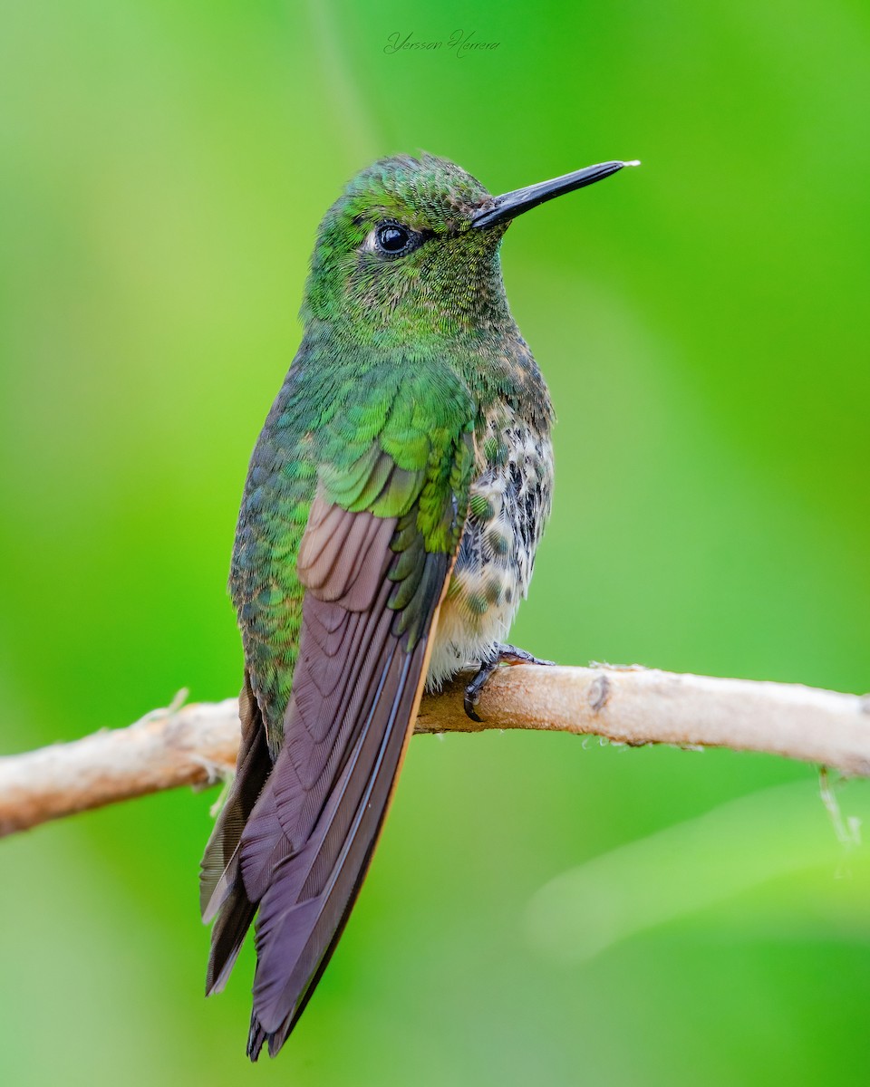 Buff-tailed Coronet - ML643603499