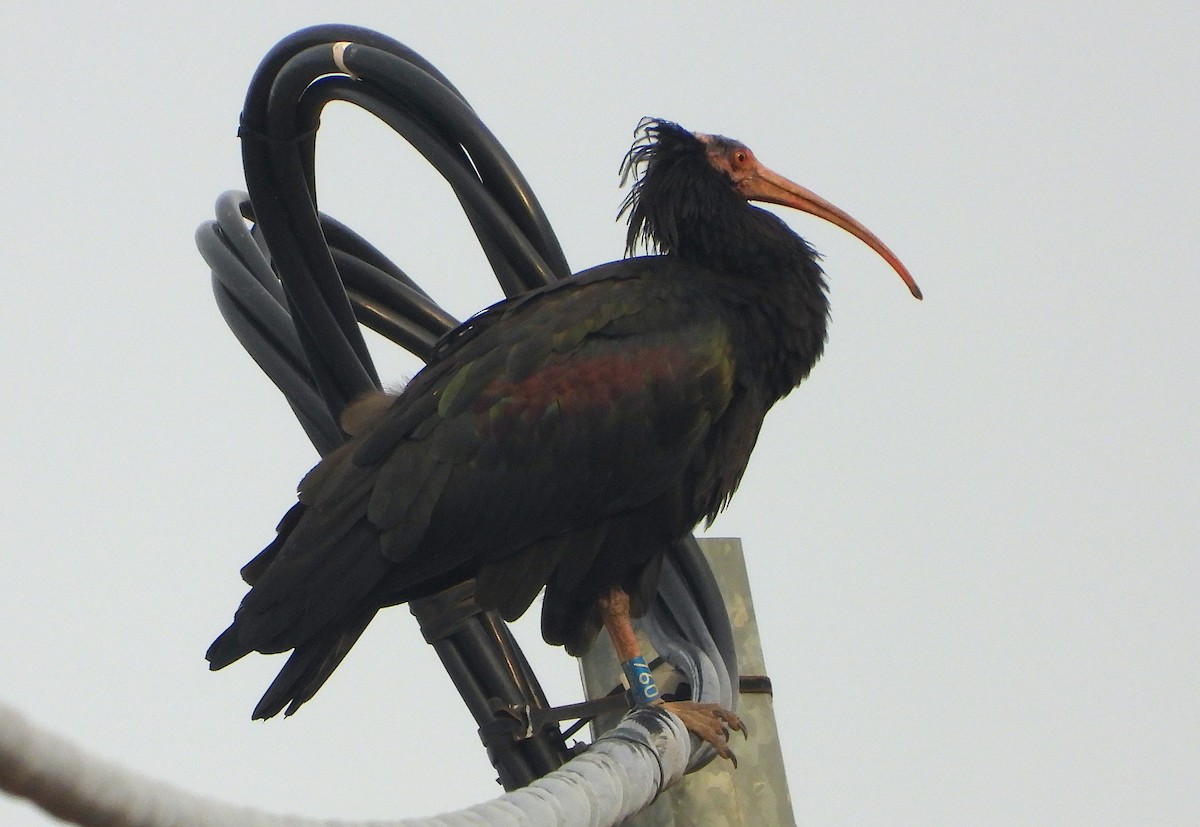 Northern Bald Ibis - ML643603501