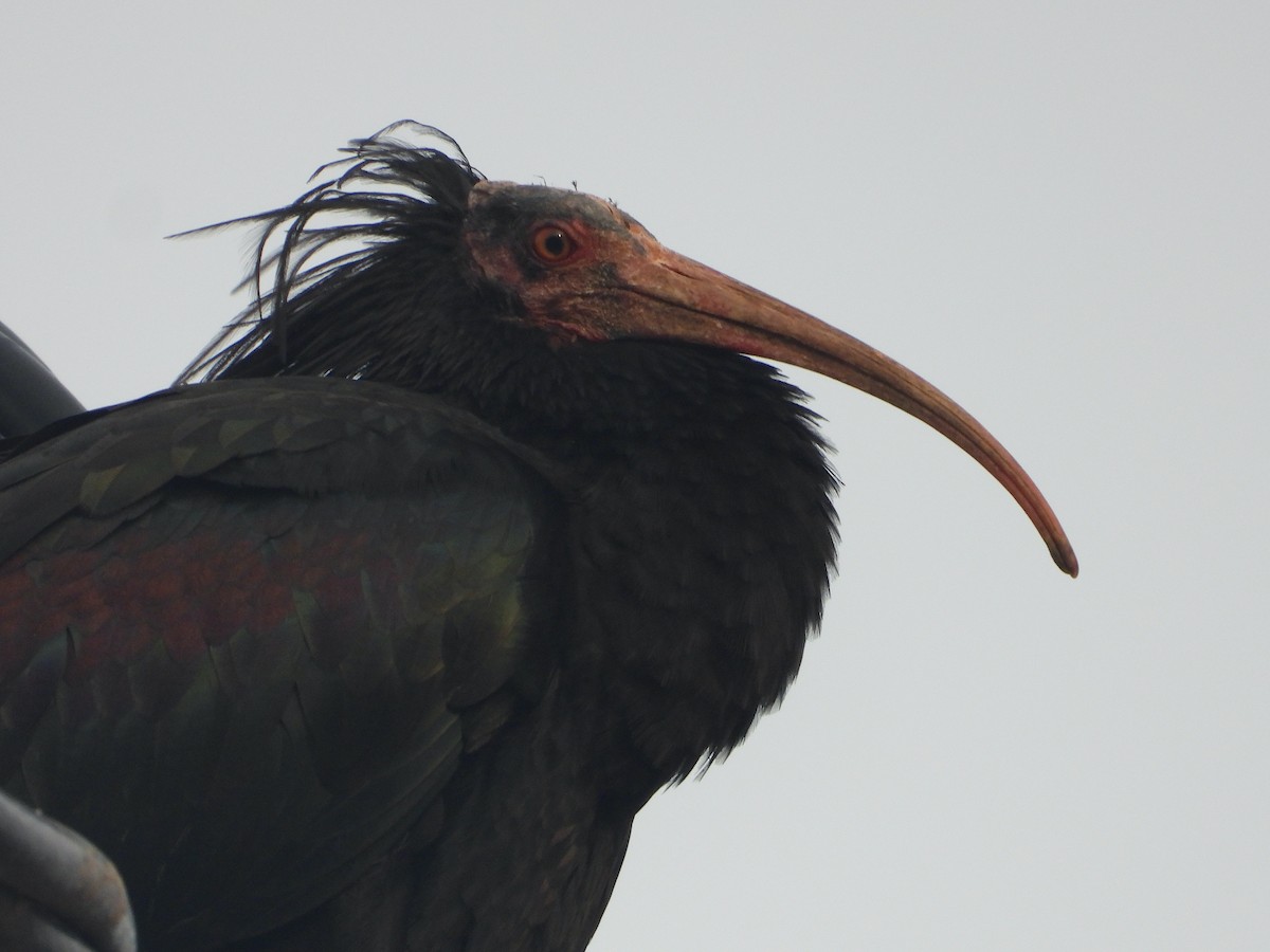 Northern Bald Ibis - ML643603513