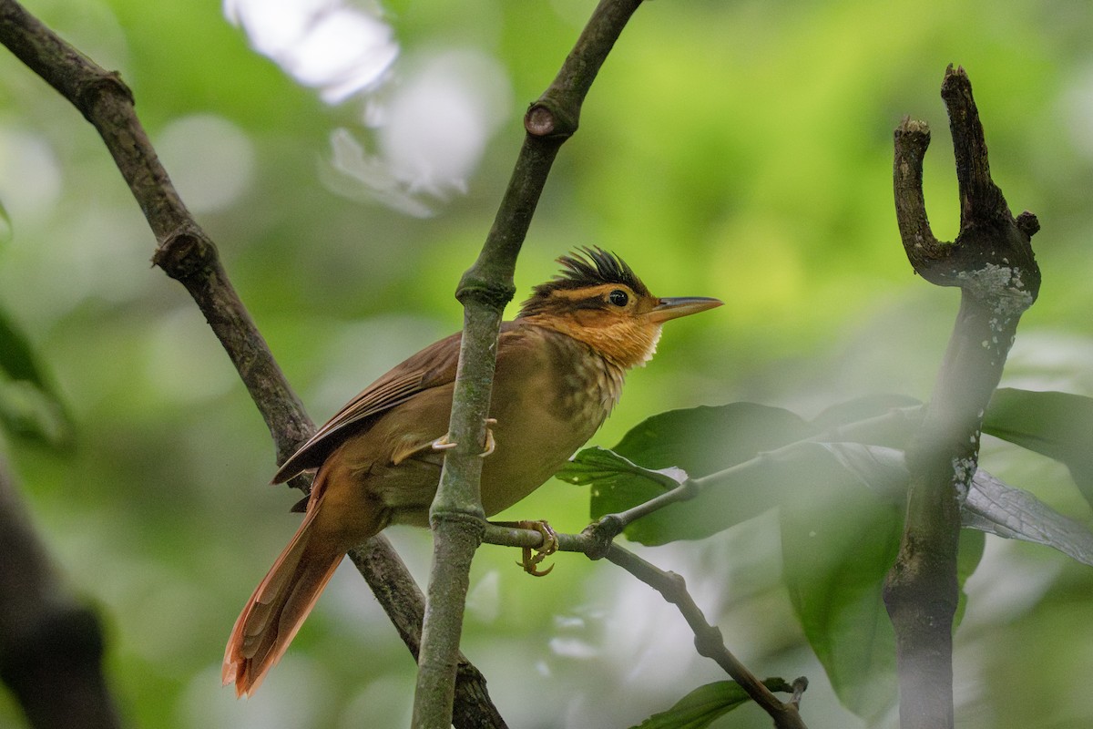 Fawn-throated Foliage-gleaner (Mexican) - ML643603516