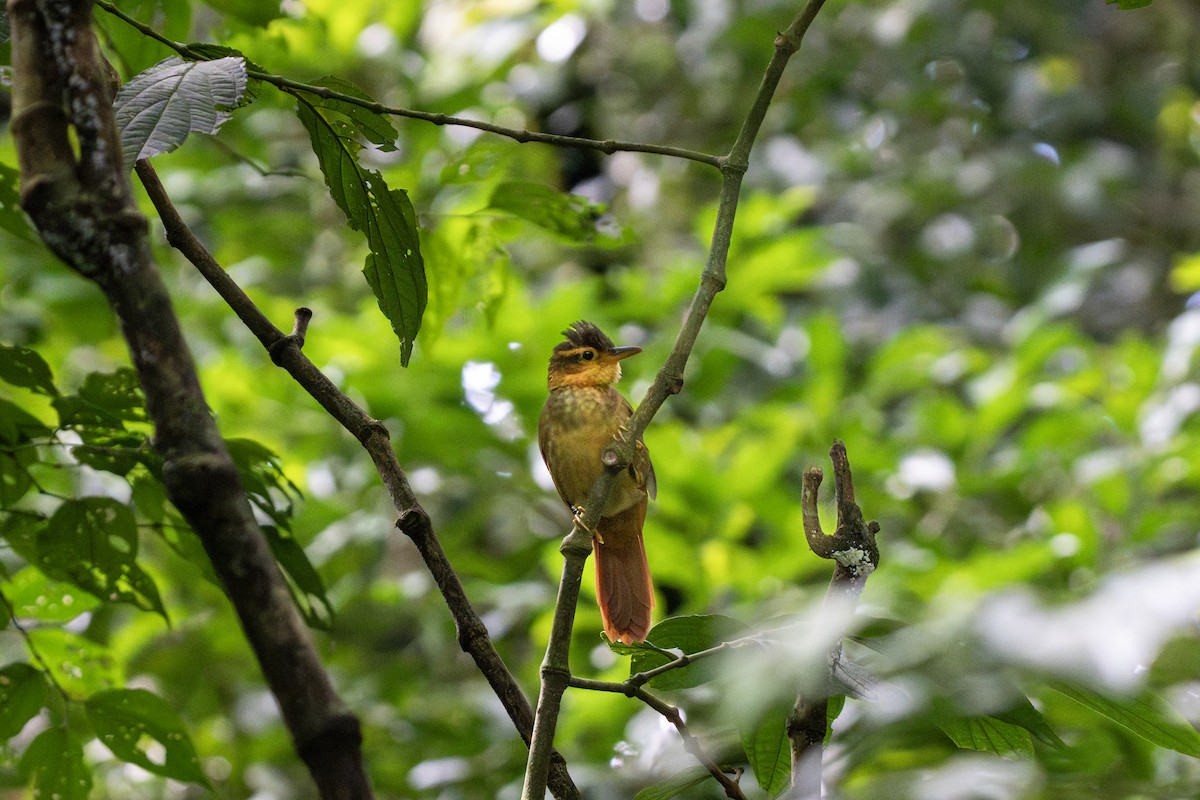 Fawn-throated Foliage-gleaner (Mexican) - ML643603517