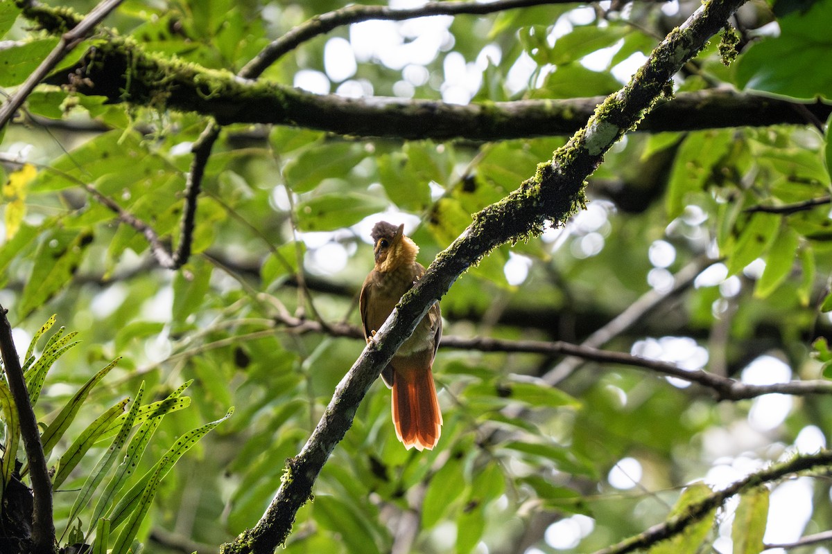 Fawn-throated Foliage-gleaner (Mexican) - ML643603518