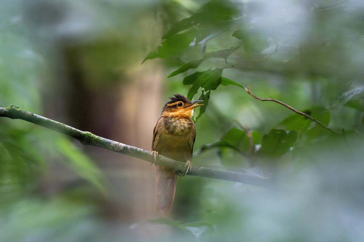 Fawn-throated Foliage-gleaner (Mexican) - ML643603519