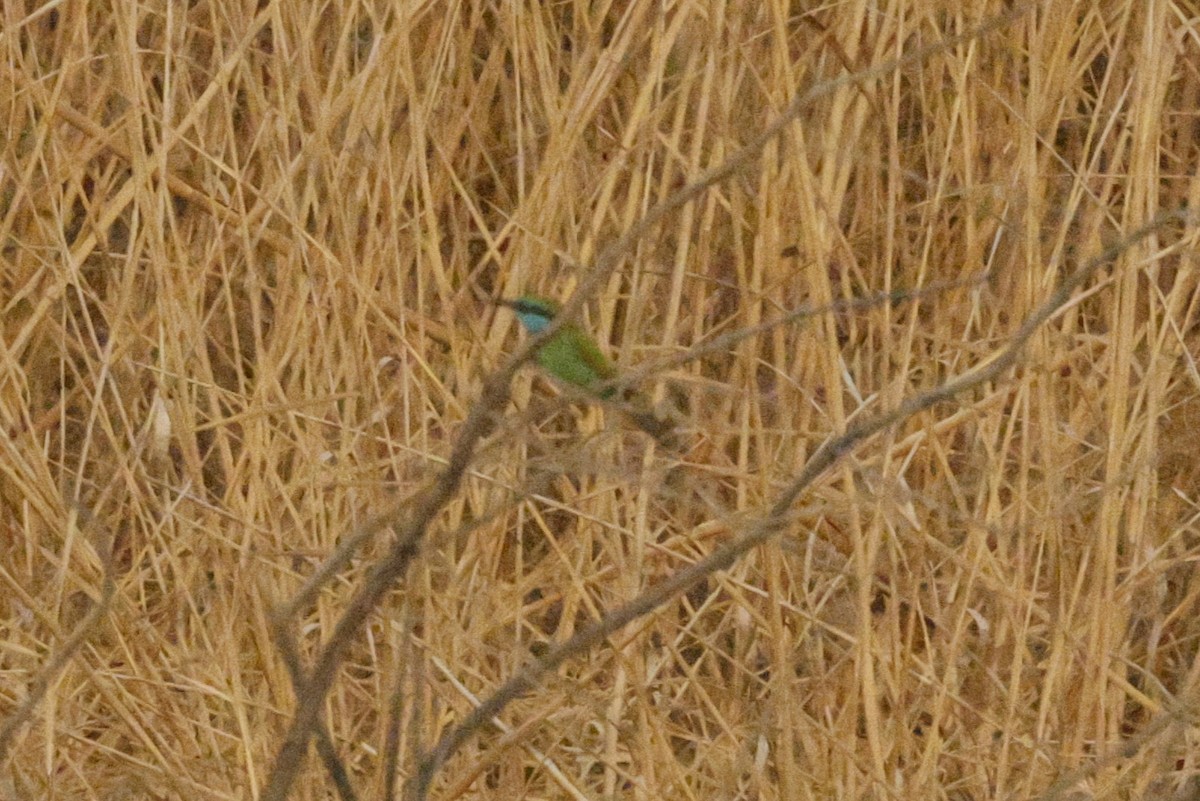 Arabian Green Bee-eater - ML643603532